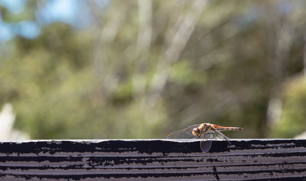 フリー写真素材　＃002　アキアカネとコピースペース　★利用の際は円山楸（＠maruyama_hisagi）のクレジット表記お願いします。
★2次配布・再販売・AI関係の利用は禁止です。