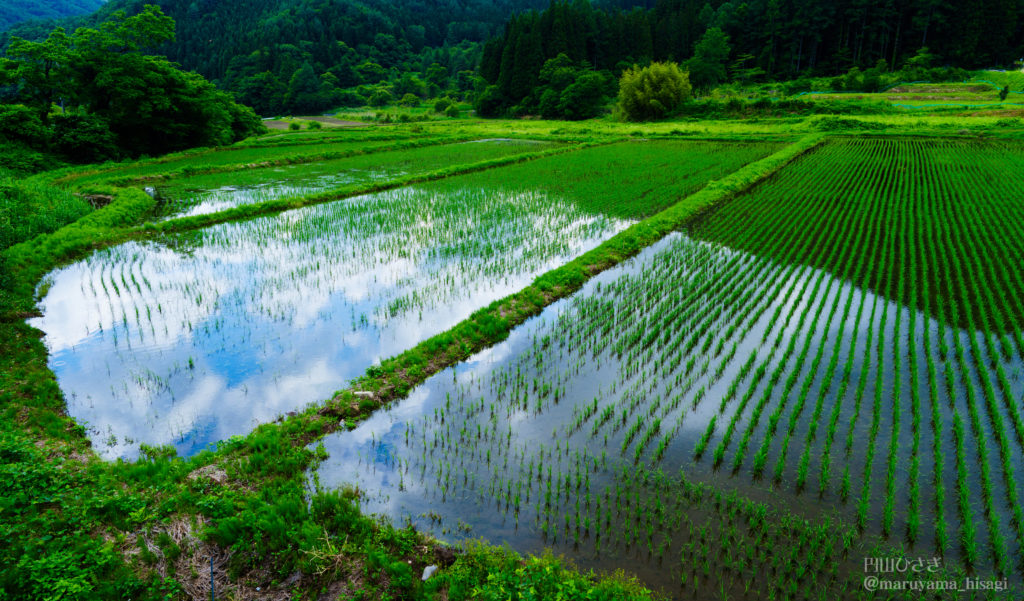 雨上がりの水田と青空　撮影作例　sony α１　2470GM2