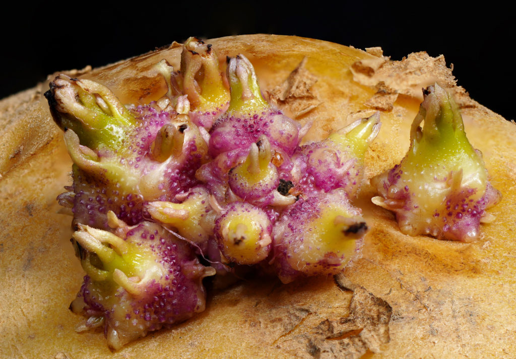 ジャガイモの芽・震度合成画像　フリー素材（※要連絡）