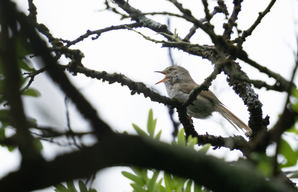 さえずるウグイス