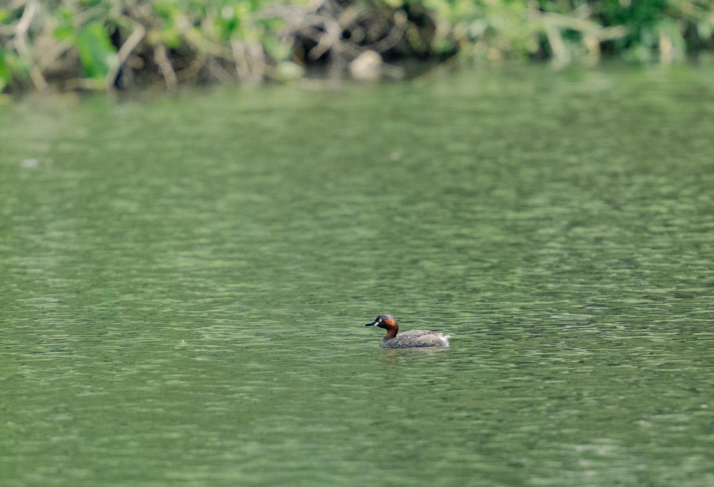餌を探すカイツブリ