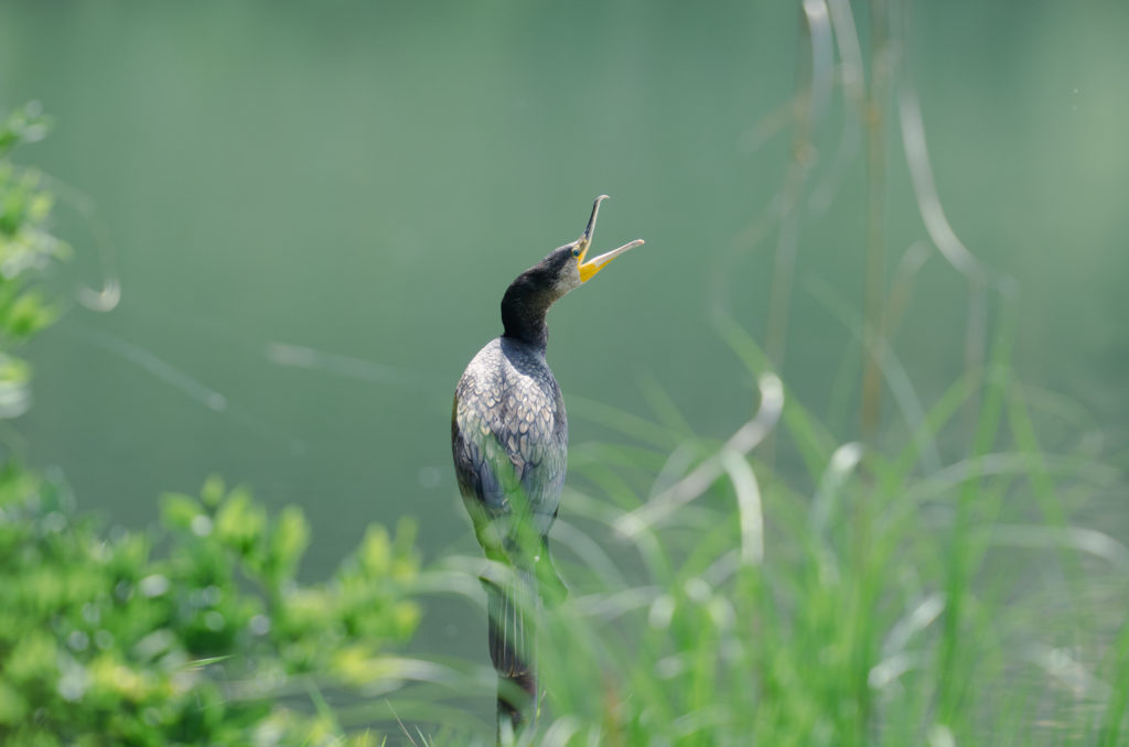 口を大きくひらくカワウ