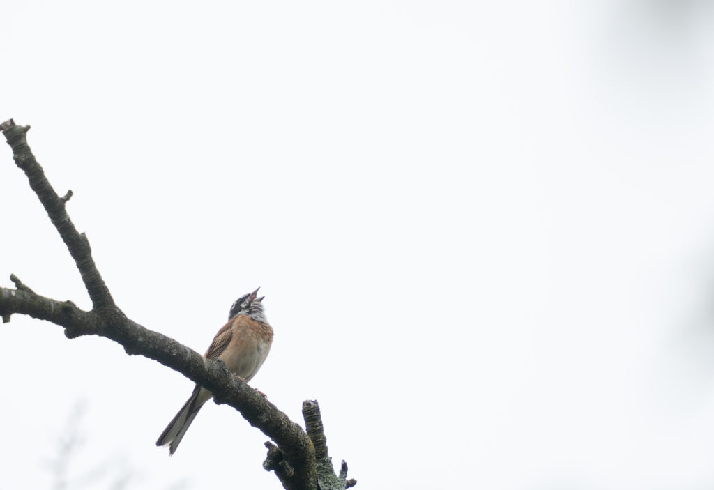 枝に止まってさえずるホオジロ